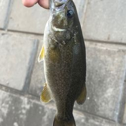 スモールマウスバス