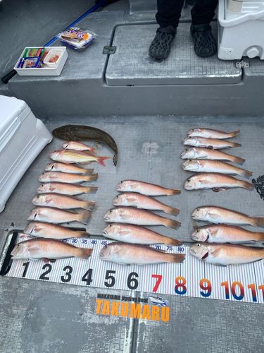 アマダイの釣果