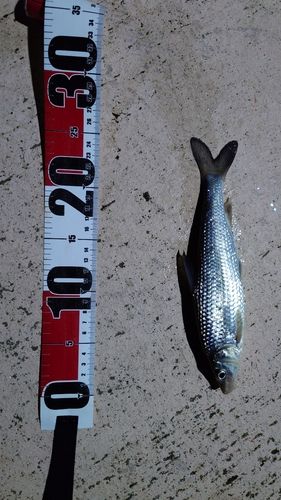 ニゴイの釣果