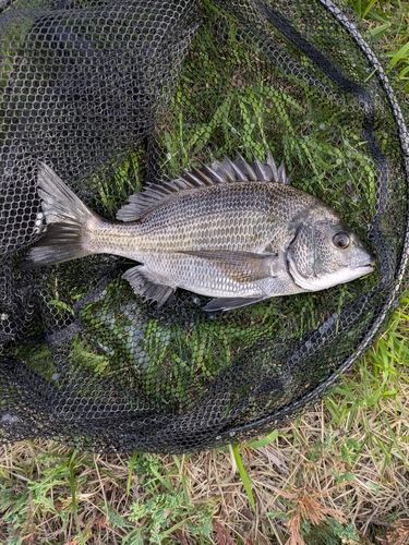 豊洲ぐるり公園