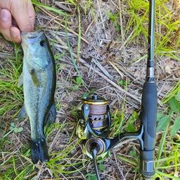 ラージマウスバス