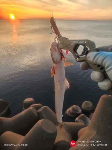 エソの釣果