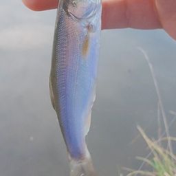 ウグイ