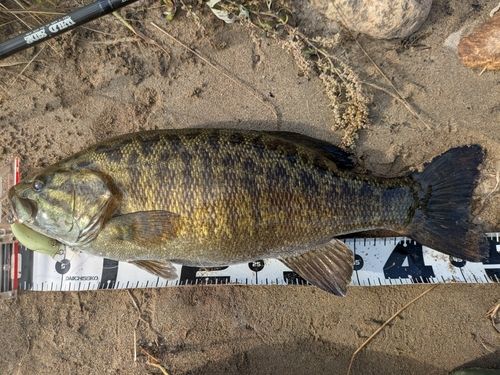 スモールマウスバスの釣果