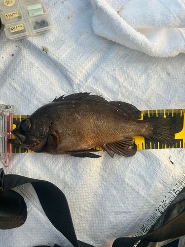 メバルの釣果