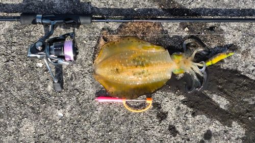 アオリイカの釣果