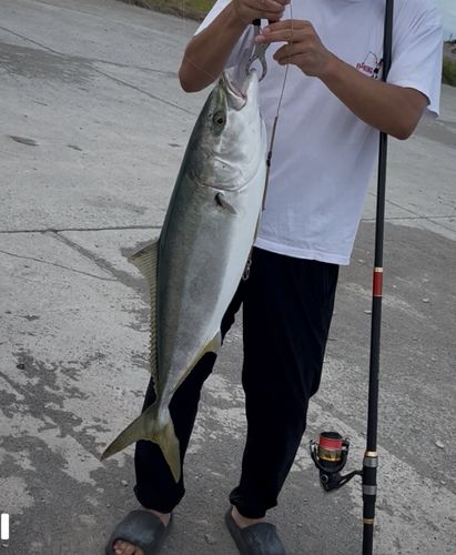 ブリの釣果