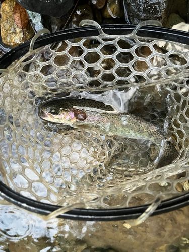 ニジマスの釣果