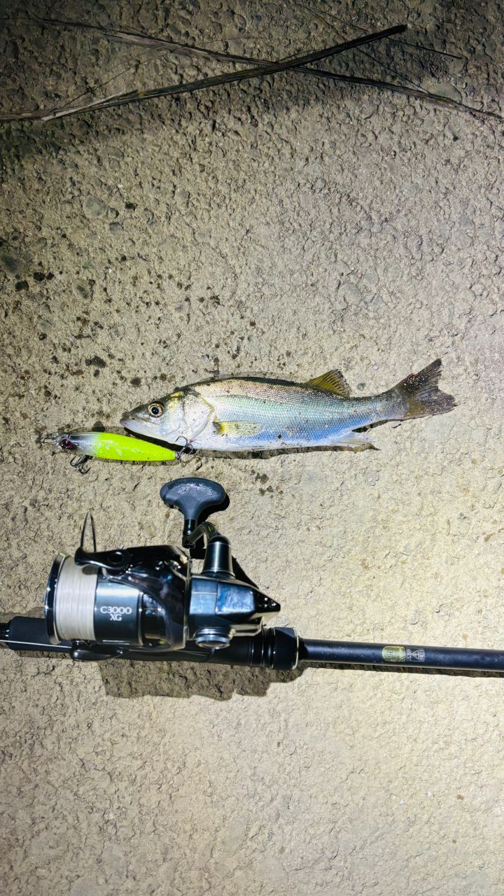 SHIMANO 23ディアルーナ B86MLの最安値・インプレ・釣果 | 本音