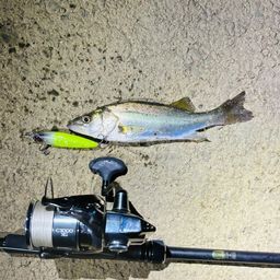 セイゴ（ヒラスズキ）