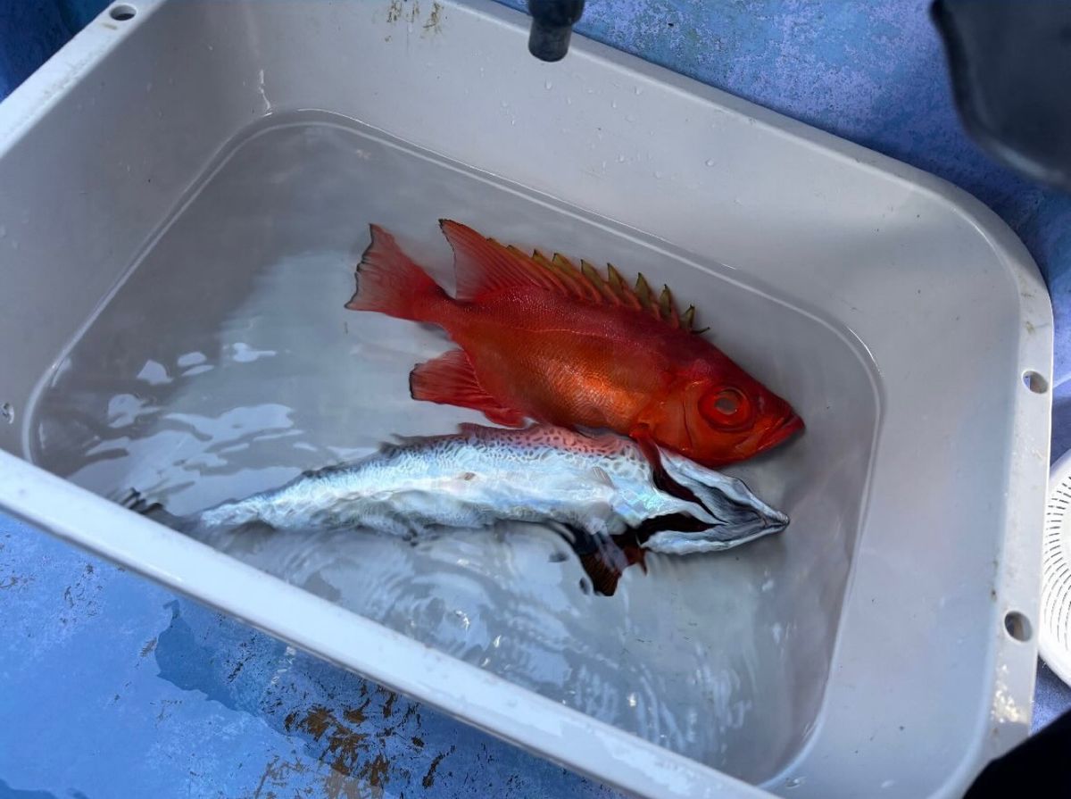 あや🐟さんの釣果 1枚目の画像