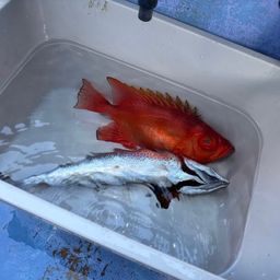 ゴマサバ