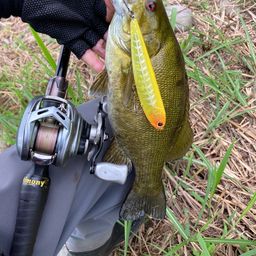 スモールマウスバス