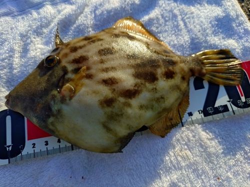 カワハギの釣果