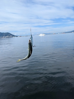 スルメイカの釣果