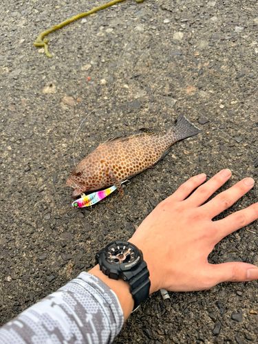 オオモンハタの釣果