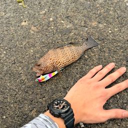 オオモンハタ