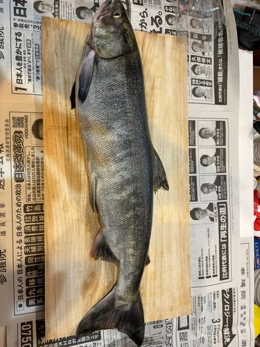 アキアジの釣果