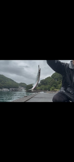 カマスの釣果