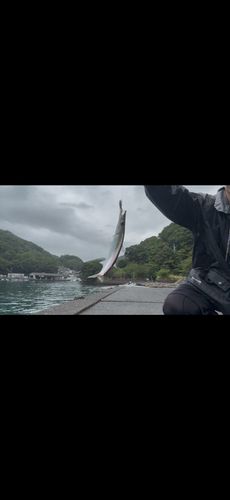 カマスの釣果