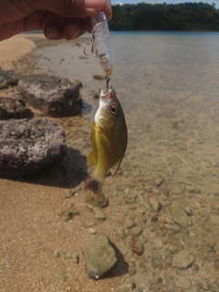 オキフエダイの釣果