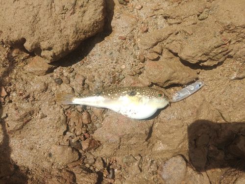 クサフグの釣果