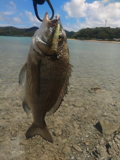 ミナミクロダイの釣果