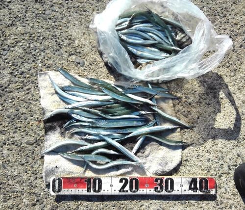 サヨリの釣果