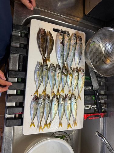 アジの釣果
