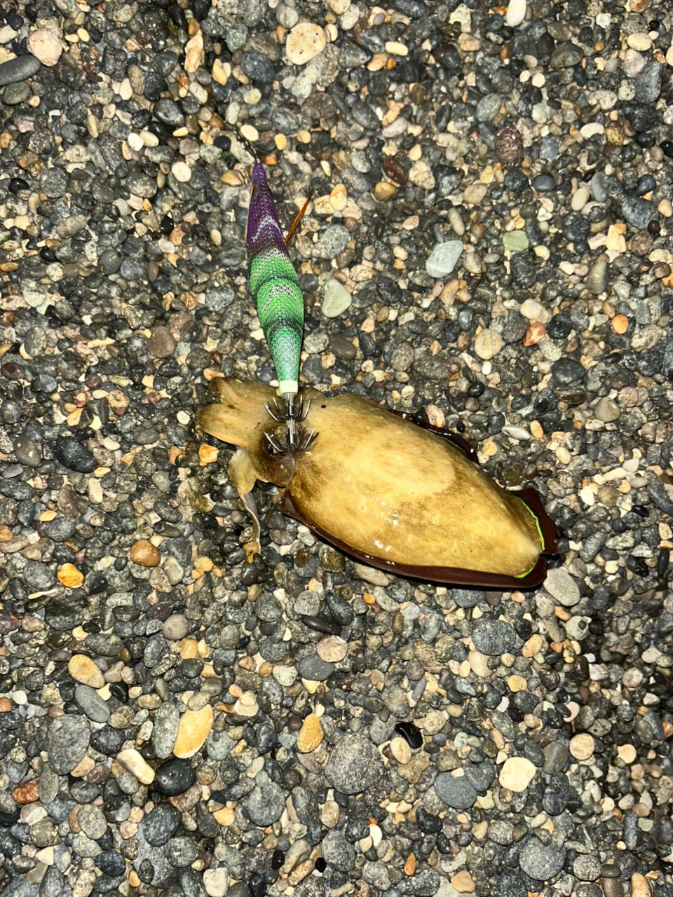 アオリイカ