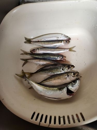 大磯海岸