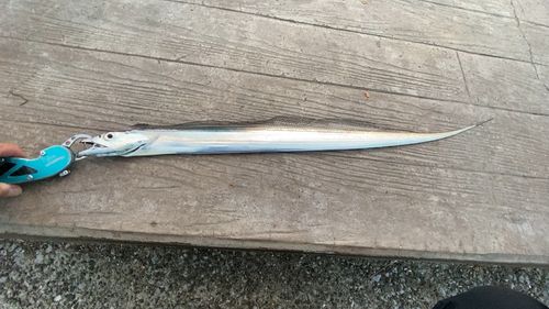 タチウオの釣果