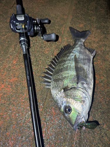 クロダイの釣果