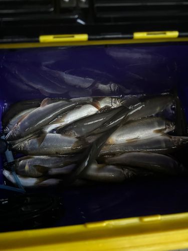 アユの釣果