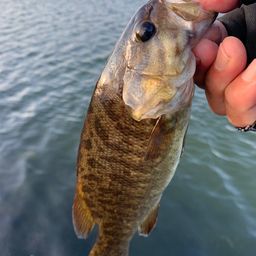 スモールマウスバス