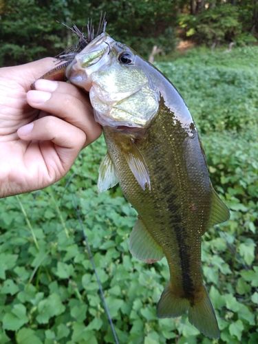 ラージマウスバスの釣果