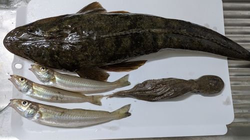 マゴチの釣果