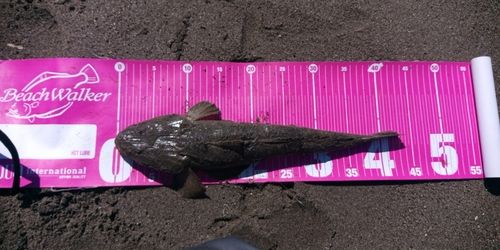 マゴチの釣果