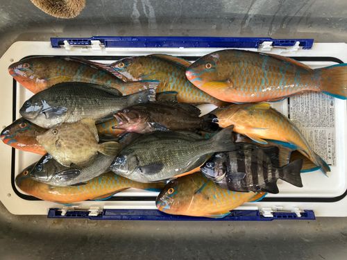 鹿児島湾南部