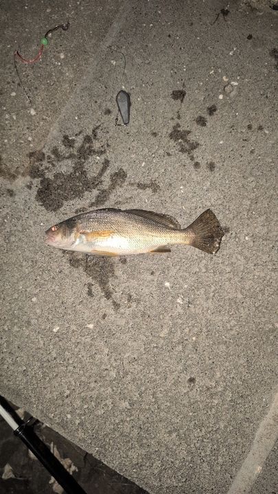 イシモチ