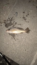 イシモチの釣果