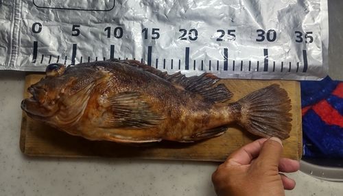 カサゴの釣果