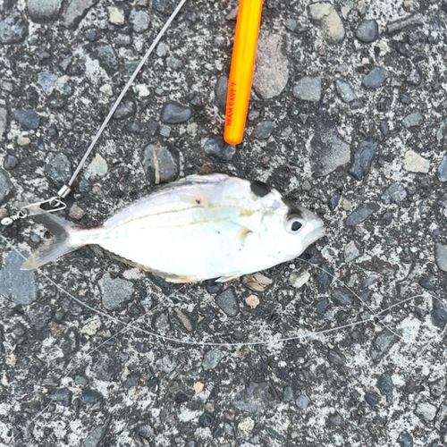 ヒイラギの釣果