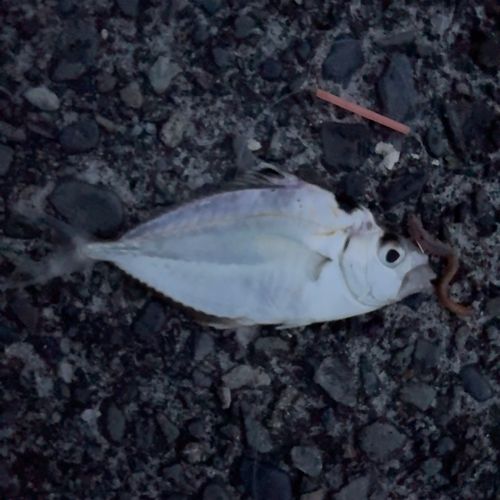ヒイラギの釣果
