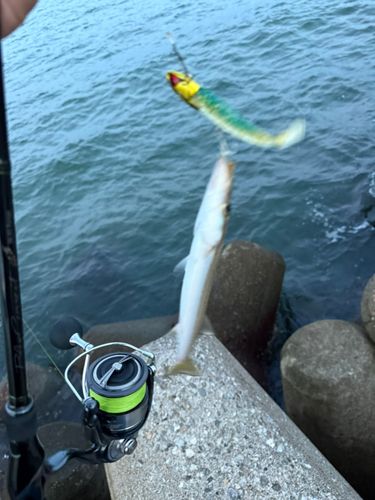 カマスの釣果