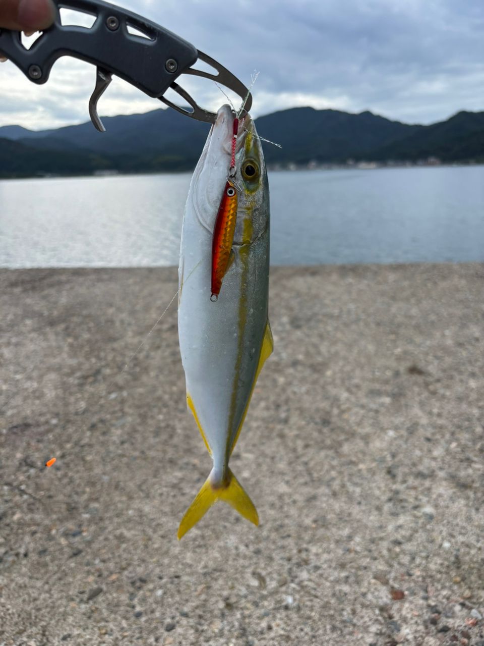 ツバス