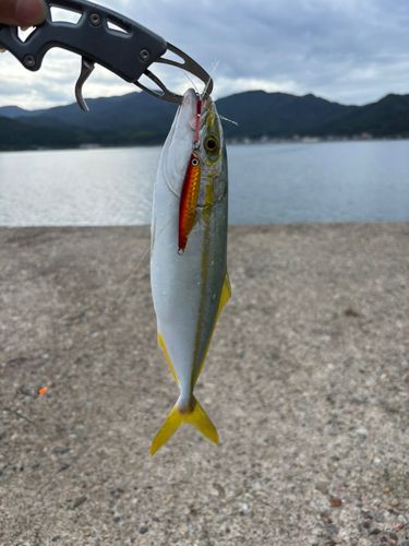 ツバスの釣果