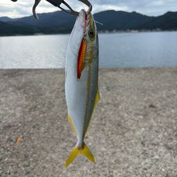ツバス