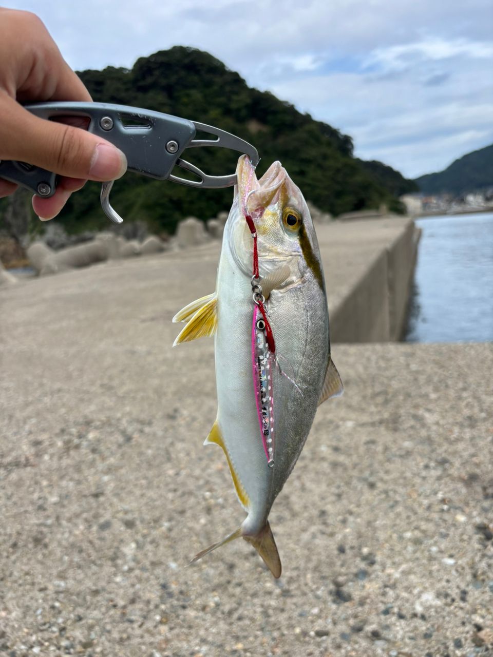 ツバス