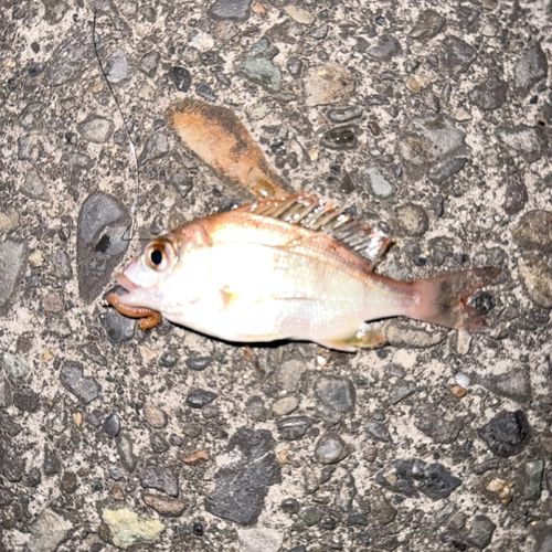 マダイの釣果